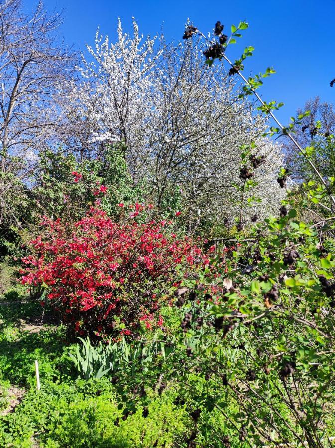 Il Giardino Del Gallo Кераско Екстер'єр фото