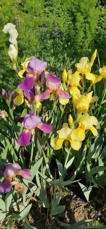 Il Giardino Del Gallo Кераско Екстер'єр фото