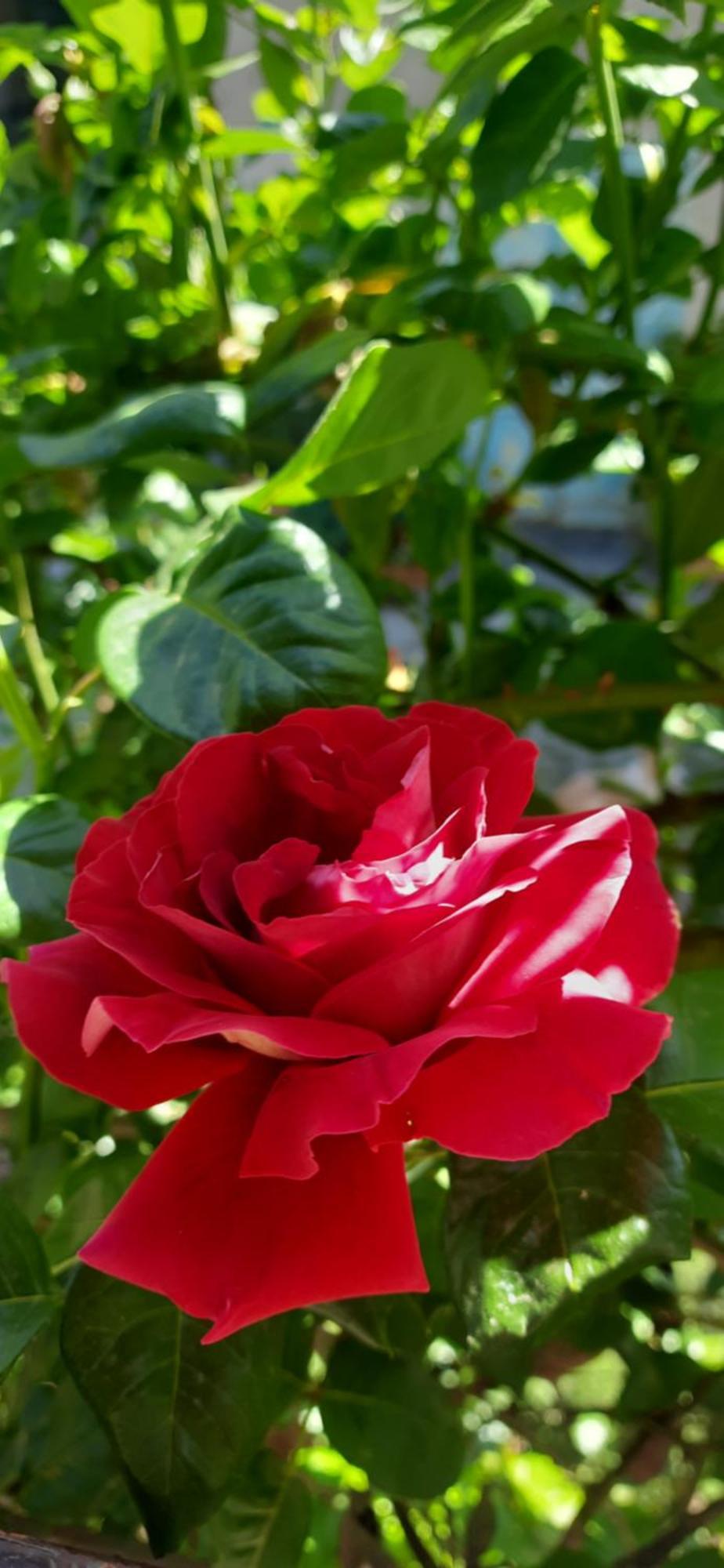 Il Giardino Del Gallo Кераско Екстер'єр фото