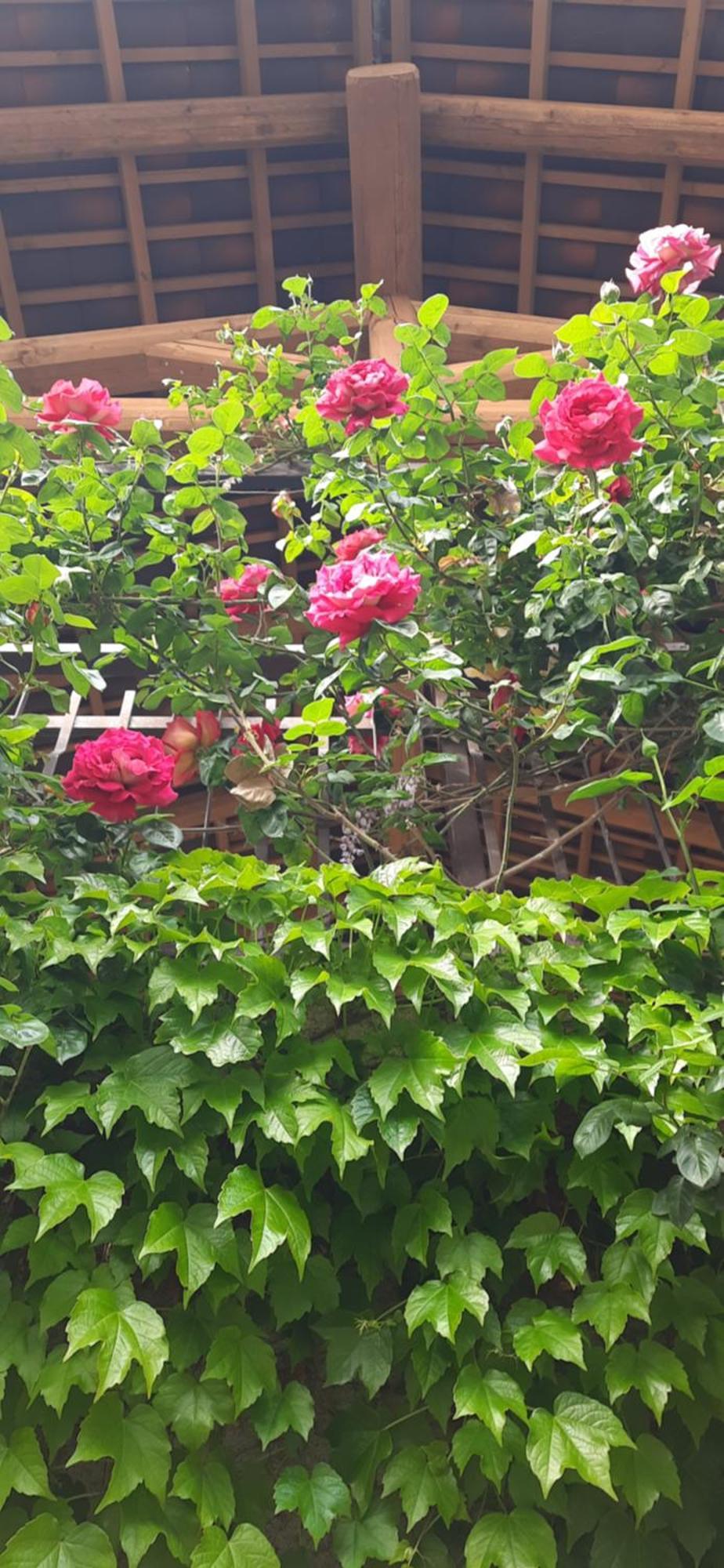 Il Giardino Del Gallo Кераско Екстер'єр фото
