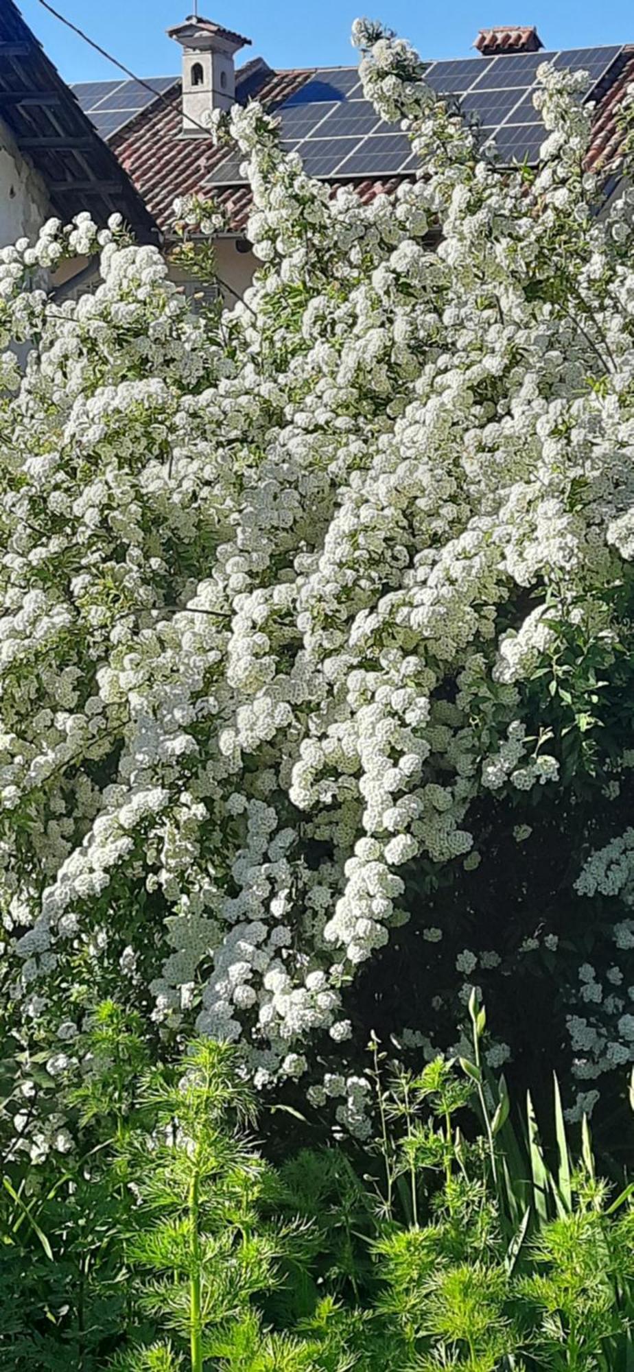 Il Giardino Del Gallo Кераско Екстер'єр фото