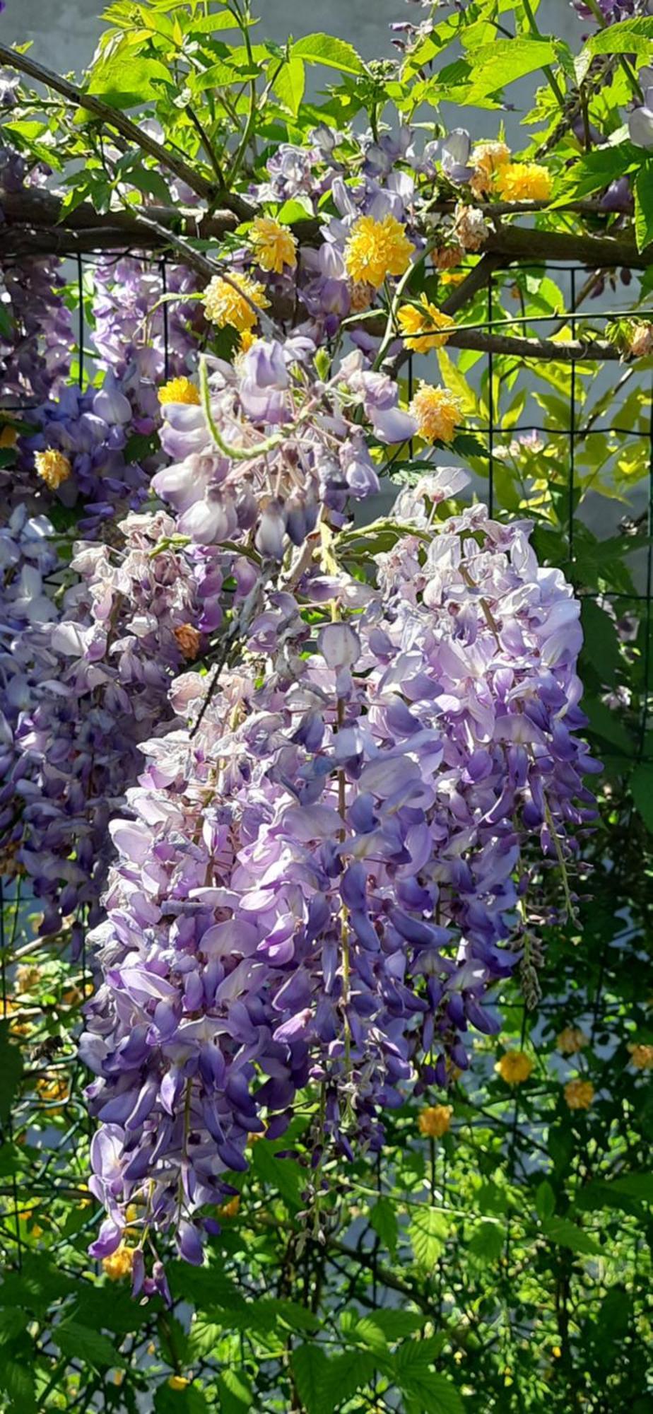 Il Giardino Del Gallo Кераско Екстер'єр фото