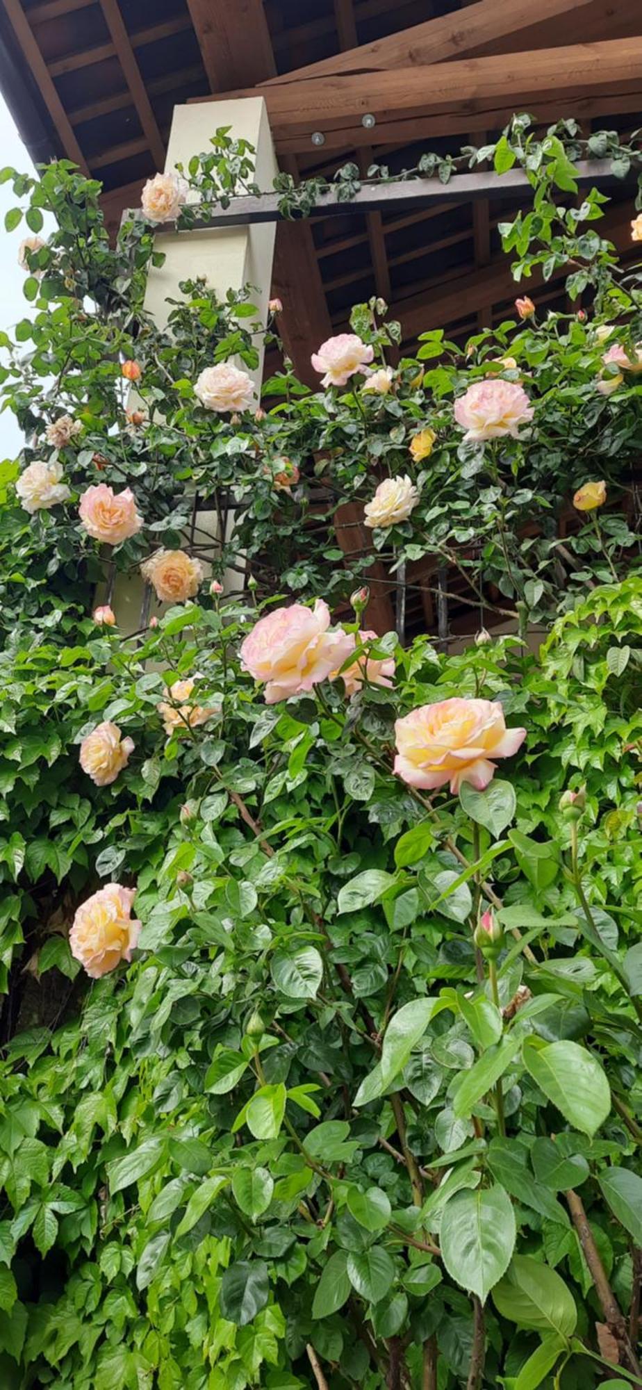 Il Giardino Del Gallo Кераско Екстер'єр фото